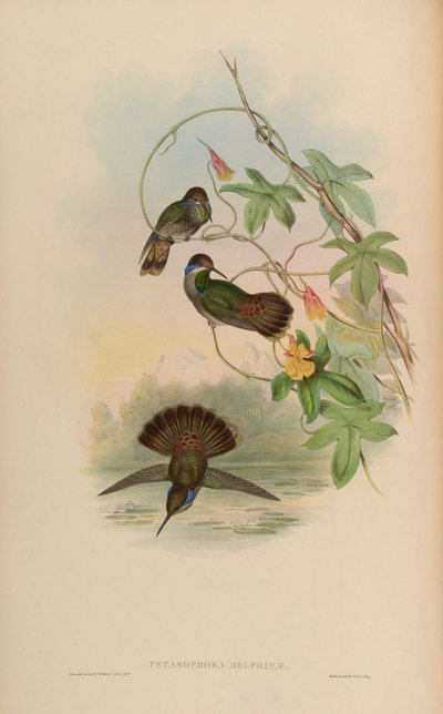 Petasophora delphinae = Colibri delphinae - John Gould